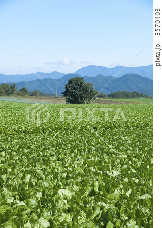 高原野菜畑と樹 3570403