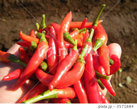 タカノツメ 3571684