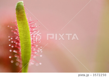 モウセンゴケ 3572250