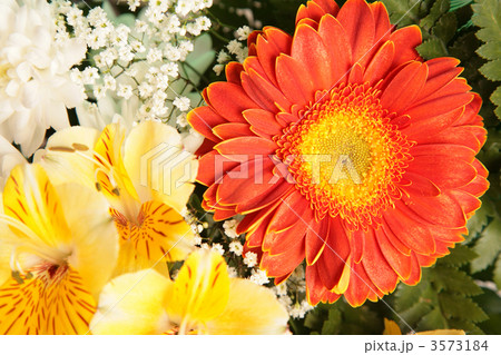 flowers 3573184