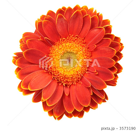 flower isolated on white 3573190