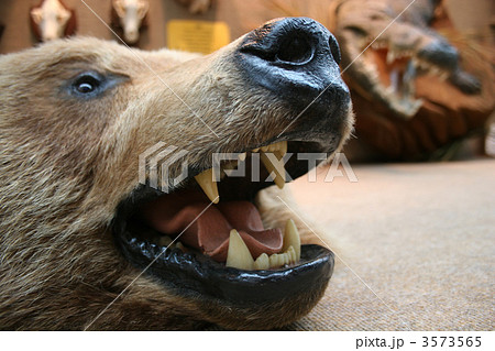 Head of scarecrow of bear 3573565