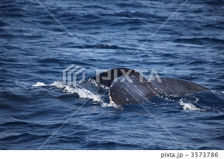 ザトウクジラ クジラ 沖縄 哺乳類 海 東シナ海 シッポ テール ザトウクジラ クジラ 沖縄 哺乳類 海 東シナ海 シッポ テール 3573786
