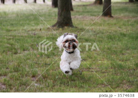 シーズーの全力疾走。空中静止画像 3574638