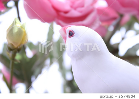 見つめる文鳥のぶんちゃん 3574904