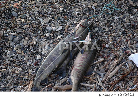 秋鮭 秋鮭 3575413