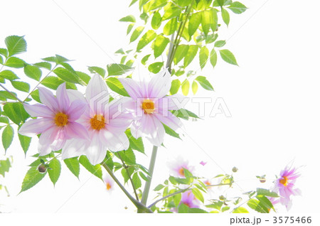 11月　コウテイダリア・キク科64 3575466