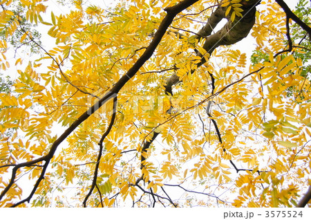 11月　ムクロジ・ムクロジ科12紅葉 3575524