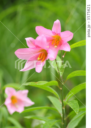 ヒメサユリ　３ 3575621