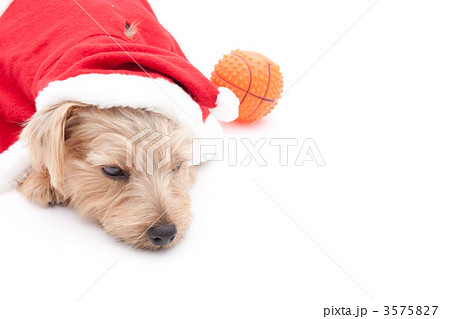 ノーフォークテリア クリスマス 3575827