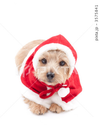 ノーフォークテリア クリスマス 3575841