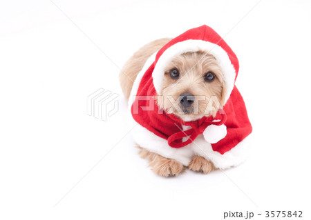ノーフォークテリア クリスマス 3575842