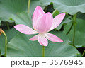 秋田千秋公園の蓮 3576945