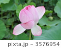 秋田千秋公園の蓮 3576954