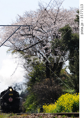 桜と蒸気機関車 3577113
