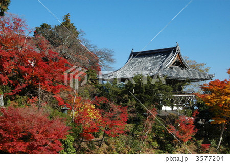 京都　善峯寺の紅葉 3577204