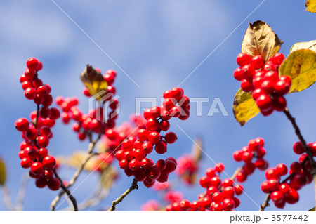 ウメモドキの実 3577442