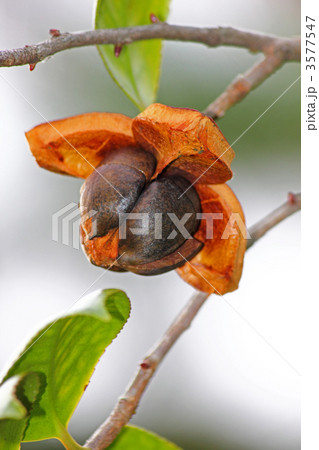 椿の種 椿の種 3577547