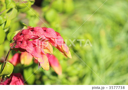 コエビソウ コエビソウ 3577738