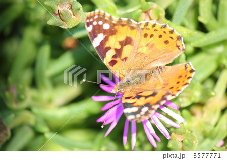 ヒメアカタテハとマツバギク 3577771