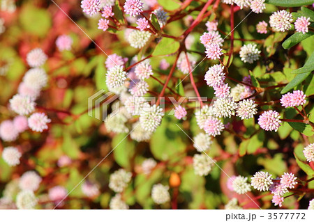 ヒメツルソバ 3577772