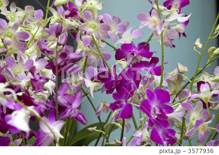 リゾートワールドの蘭 リゾートワールドの蘭 3577936