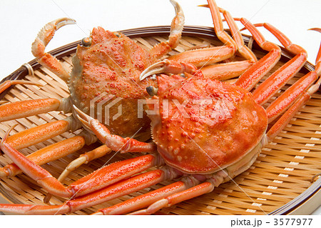 雌ずわいがに 3577977