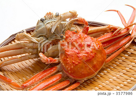 雌ずわいがに 3577986