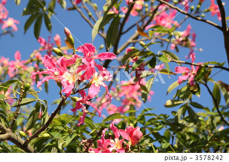 トックリキワタの花 3578242