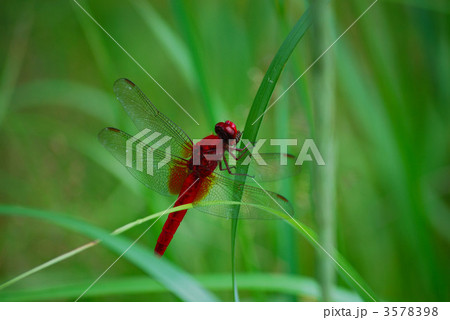 赤とんぼ 3578398