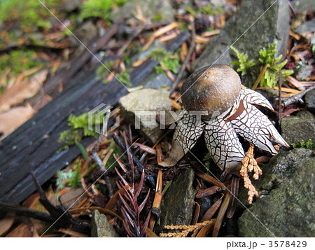 ツチグリ 3578429