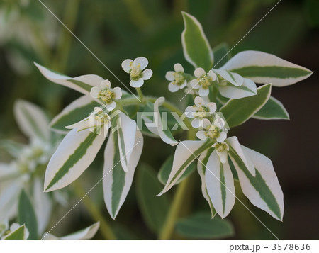 ハツユキソウの花 3578636