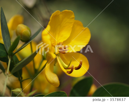 ハナセンナの花 ハナセンナの花 3578637