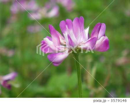 れんげ草 3579146