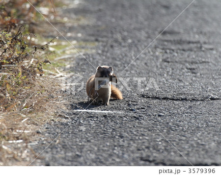 ごちそう。 3579396