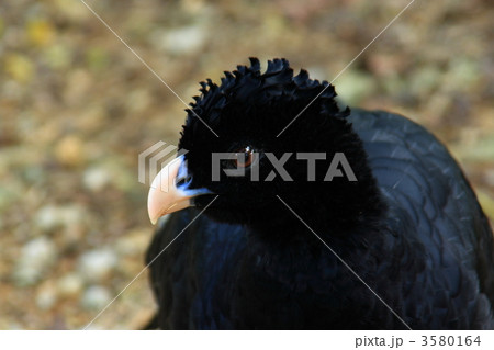 ホウカンチョウ 3580164