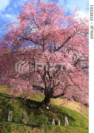 番所の桜 3580261