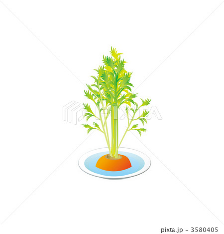 ニンジンの再生水栽培のイラスト 3580405