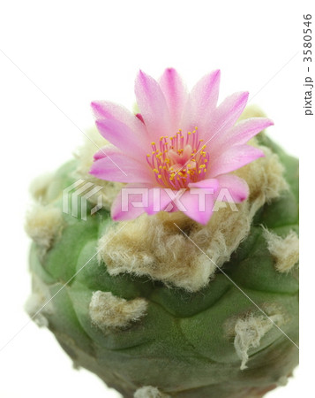 赤花烏羽玉 3580546