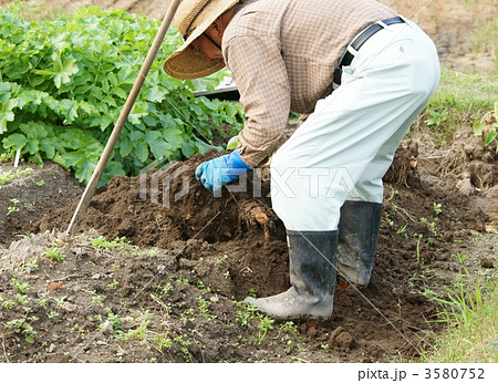 畑仕事をする男性 畑仕事をする男性 3580752