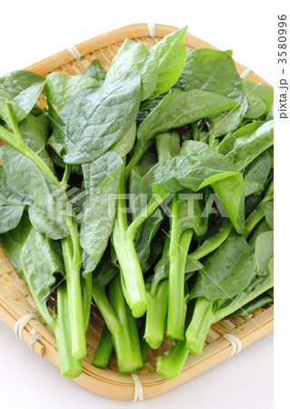 ツルムラサキ 3580996