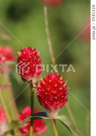 センニチコウ 3581326