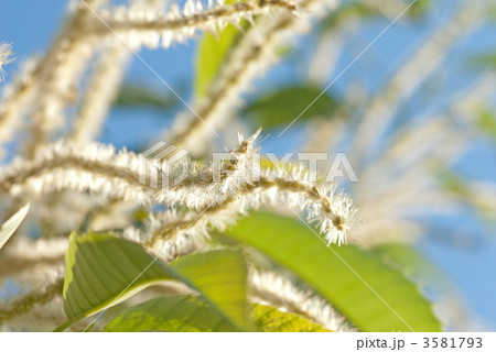 栗の花 3581793