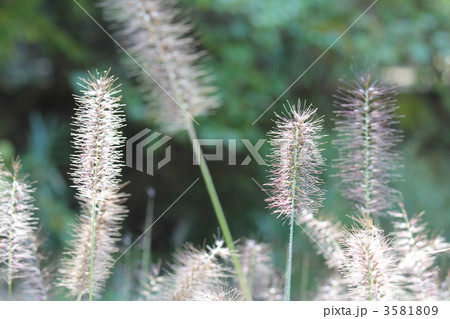 力芝（チカラシバ） 3581809