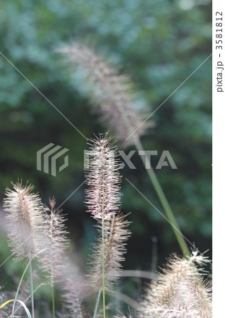 力芝（チカラシバ） 3581812