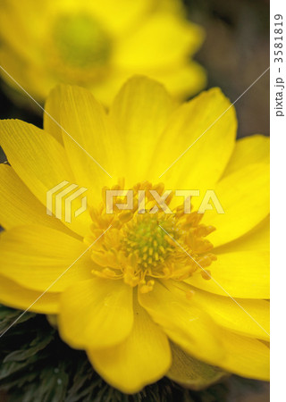 福寿草　フクジュソウ（学名：Adonis ramosa） 3581819