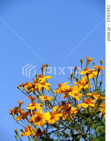 レモンマリーゴールド 3581941