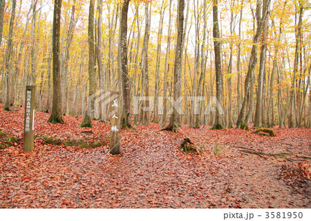 秋の美人林 3581950