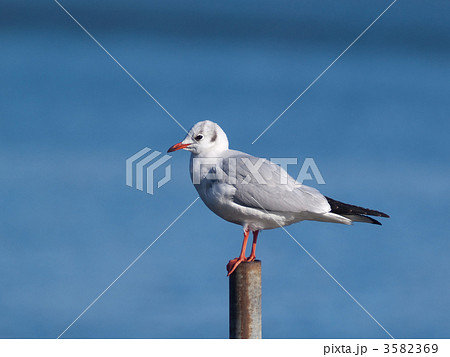 ユリカモメ 3582369