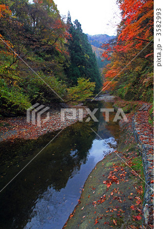 紅葉川渓谷 3582993